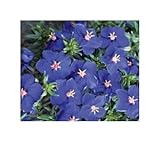 Stk - 30x Acker-Gauchheil Blumensamen divers...