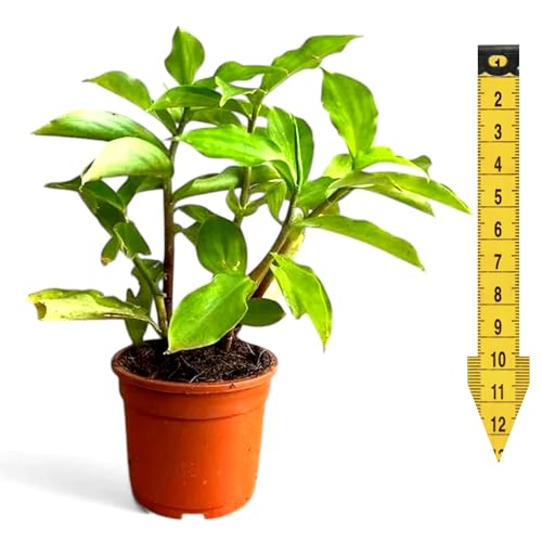 Insulin Plant | Healthy Starter | Medium Size (6-12 Inches Tall) | A Leaf a Day Keeps Type 2 Away | Costus Igneus | Spiral Ginger | 12-Month Food Included | Organically Grown in US