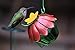 Wild Wings WWSFHF5 So Real Single Flower Hummingbird Feeder, Red/Yellow (2-Pack)