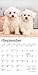 Bichon Frise Puppies | 2026 7 x 14 Inch (Hanging) Monthly Mini Wall Calendar | BrownTrout | Animals Dog Breeds Puppy