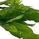 WaterPlants Javafarn, Microsorum pteropus, Barsch, Robust, Wasserpflanze, Aquarium Grün