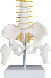 Pelvis Model with 5 Lumbar Vertebrae Movable Skeleton Anatomy Model Mini Skeleton Model Study Tools