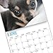 2020 Chihuahua Puppies Wall Calendar by Bright Day, 16 Month 12 x 12 Inch, Cute Dogs Puppy Animals Chi Chi Small Lap Canine