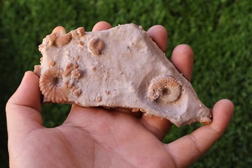 Image of Douvilleiceras & Gastropods Plate Cretaceous Fossils Fossils from Morocco Fossil Rock Ammonites Fossil A216