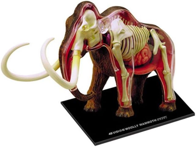 Tedco 4D Vision Woolly Mammoth Anatomy Model