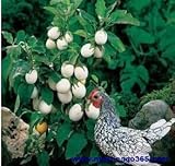 Enviamos internacionalmente Bloom Green Co. Berenjena, tomate blanco bonsais, tomate no transgénico, hortalizas.