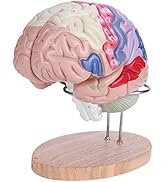 Medizinisches Gehirnmodell, 1: 2 Anatomisches menschliches Gehirnmodell Medizinischer Nerv Cortex C...