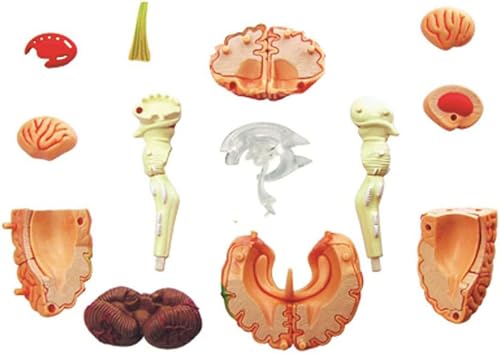 Modèle anatomique cerveau humain 4D éducation médicale AMITD - 4