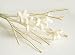 Exotic Set of Mini Night Jasmine Sola Wood Stem and Branch Reed Diffuser Arrangement for Home Fragrance Aroma Oil.
