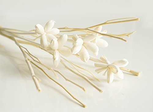 20 Mini Night Jasmine Sola Wood Stem and Branch Reed Diffuser Arrangement for Home Fragrance Aroma Oil by Plawanature