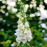 Eden Brothers Foxglove Seeds - Alba