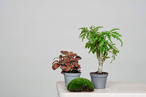 Foto von GreeneryLiving Cork-1 Premium DIY-Flaschengarten - Ökosystem im Glas - hochwertiges Pflanzenterrarium - Mini-Garten mit echten Pflanzen - Design-Accessoire in Germany