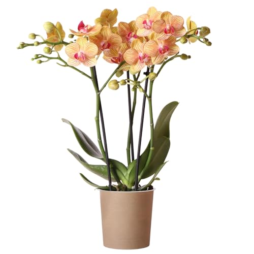 Orchid Phalaenopsis Jamaica - Moth Orchid House Plant - Real Indoor Plants for Living Room, Bedroom, Office - Indoor Plant for Home Decor (9cm Pot, 30-40cm)