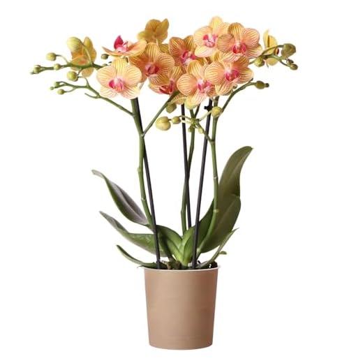 Orchid Phalaenopsis Jamaica - Moth Orchid House Plant - Real Indoor Plants for Living Room, Bedroom, Office - Indoor Plant for Home Decor (9cm Pot, 30-40cm)