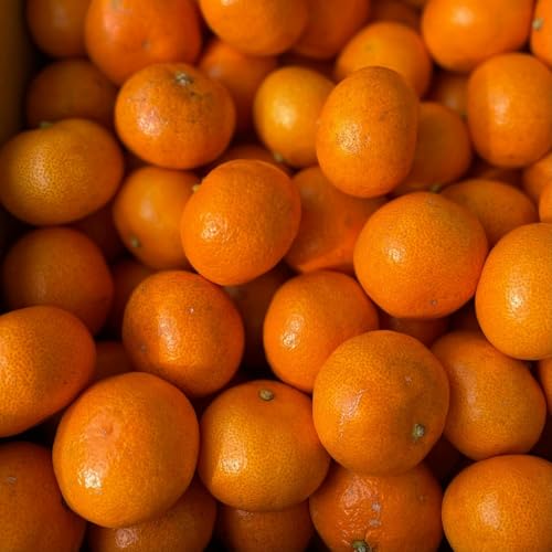 o Y R̖_݂ 5kgȏ 300sǉʎ⏞܂ w엿_sgp ݂ _ t[c}CX^[