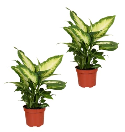 Pflanze Plus | 2er-Set Dieffenbachia | Ø 40–50 cm | ø 12-15cm Topf | Pflegeleichte Zimmerpflanzen für Wohnung und Büro | Qualität vom Pflanzen Profi | Ideale Raumbegrünung