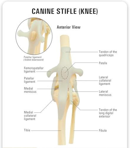 Image of Canine Knee Model, Dog Skeleton Canine Model, Knee /Elbow /Hip Joint Replica for Veterinary Office Educational Tool Anatomy (Canine Knee)
