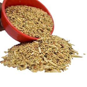 Skybeings Special Mix Bird Food (1 kg) – All Life Stages Dry Bird Food for Sparrow, Lovebirds and Budgies