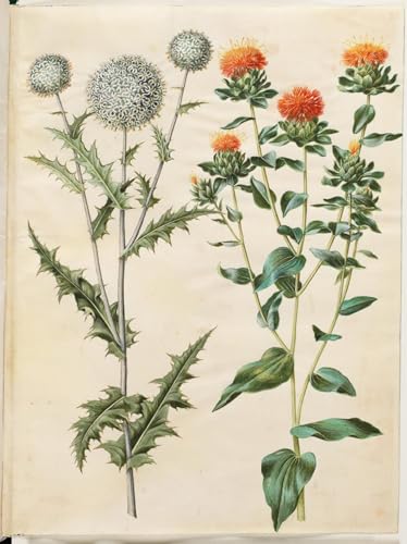 Poster Echinops Sphaerocephalus Hans Simon Holtzbecker pour habiller un grand mur