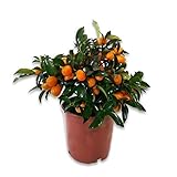 arbol fruta kumquat  2 Kumquat (Pack) - maceta C17