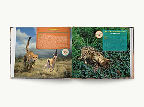Discovering Tigers, Lions & Other Cats: The Ultimate Handbook to the Big Cats of the World