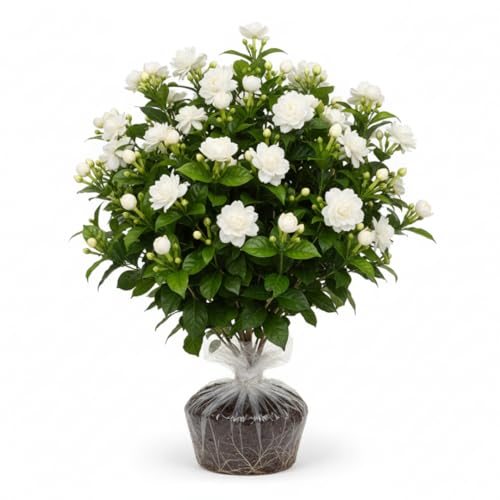Grand Duke of Tuscany Jasmine Plants Live, Double Jasmine Live Plants, Arabian Jasmine Plant Indoor Live Fragrant Flower Garden Outdoor Planting