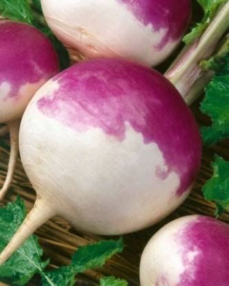 Green World IMPORTED HALF RED TURNIP IMPORTED SEEDS FOR KITCHEN GARDENING (50 seeds) (B09KCHN43R) Amazon Price History, Amazon Price Tracker