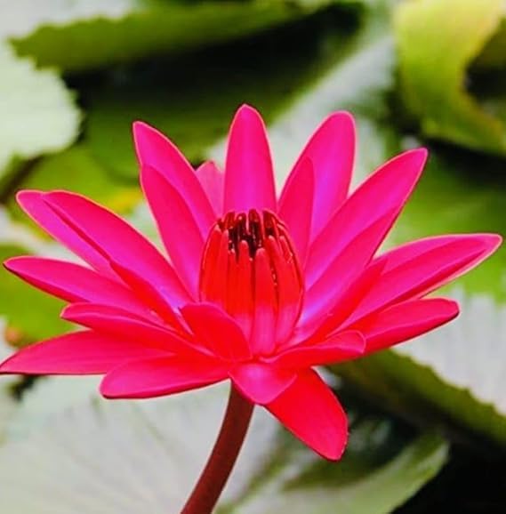 Premium Live Nymphaea Water Lily Bulb | Healthy Root | Floating Aquatic Flower | Pond & Fountain Garden Plant - pack of 3-picture-15