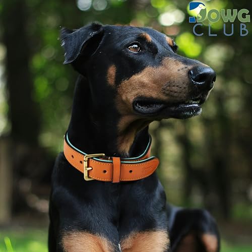 Image of Genuine Leather Dog Collar, Tan, Extra Large, Brass Buckle, Padded | 1.5 Inch Wide, Fit Neck Size - 22 inch - 26 inch, Double D Ring, Adjustable, Thick Leather, Heavy Duty, Soft Leather padding