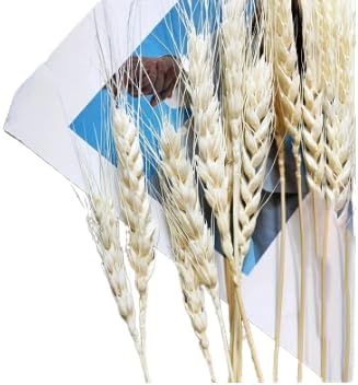 Miniatura 7 de Trigo blanco artificial secado orgánico 150 tallos de 36 pulgadas x 70-76 tallos por paquete, juego de (2) dos paquetes