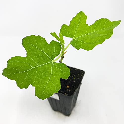 List of Top Ten Best Fig Tree For Zone 8 Top Picks 2023 Reviews