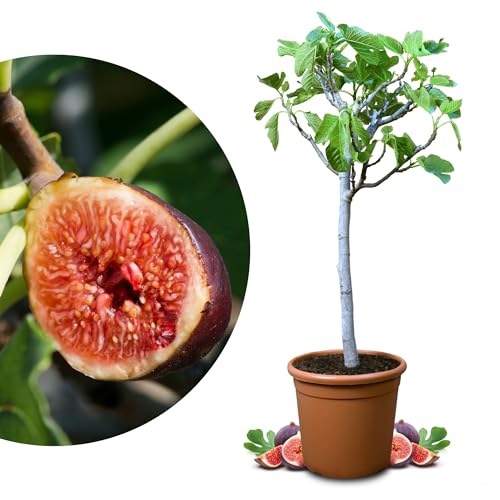 Meine Orangerie - Winterharter Feigenbaum - Echte Feige - Ficus Carica - Bornholmfeige - winterharte Feige in Gärtnerqualität - Fig tree - Feigenbaum selbstbefruchtend (10 Liter Topf)