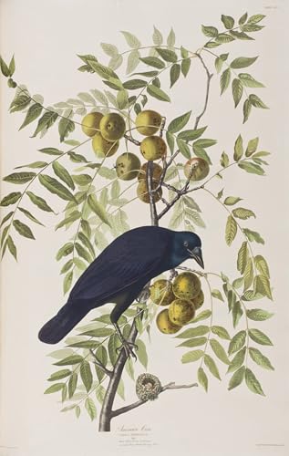 Tableaux Illustration des oiseaux d'Amérique pour Éveiller la Beauté de Votre Maison