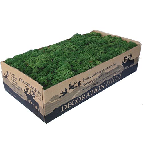 Mousse Lichen stabilisé | Vert sombre | Boite de 500g | Mur et tableau végétal sans entretien | Modélisme et Maquette…