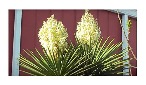 Pcs - 10x Yucca Carnerosana Palm Trees Garden Plants - Seeds ID229 & Plants Shop by Ipsa
