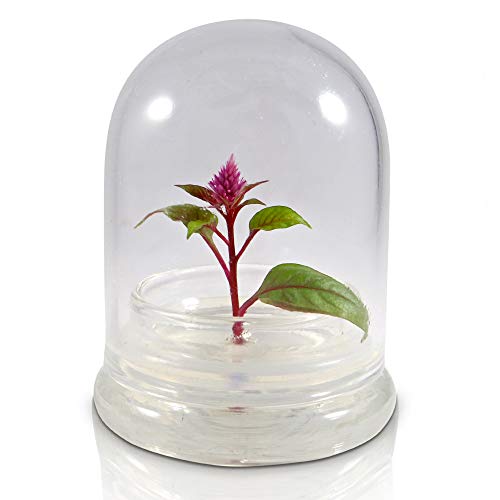 Bloomify Celosia Flower Terrarium, Zero Care, Cockscomb, 4" Jar #TOP3