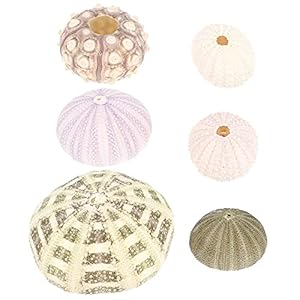 Happyyami 6Pcs Air Planten Houders Mini Zee- Egel Shell Pot Zee- Egel Schelpen Ambachtelijke En Decor