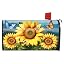 Sunflower Dance