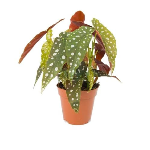 Planta de Interior Begonia Maculata Planta Ornamental Natural y Decorativa