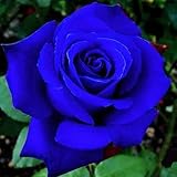 120+ Exotic Rose Seeds for Planting Hybrid Rare Rose Seeds Perennial Shrub...