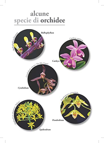 Orchidee - 4