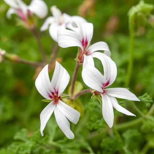 ゼラニウムページ 誕生花 8月11日 ゼラニウム | かぎけん花図鑑