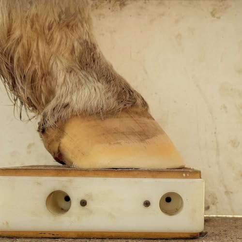 Episode 6 - The role of macrominerals in hoof health