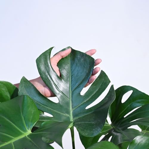 Image of Live Monstera Deliciosa Plant ||Large Swiss Cheese Plant||Indoor Tropical House Plant With pot||Decorative House plant&Air purifying plant||(Pack of-1) A 16