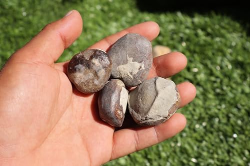 Image of Amazing Marine Fossil Collection: 4 Fossilized Sea Urchins and 6 Authentic Brachiopods, Perfect for Collectors and Natural Decor A175