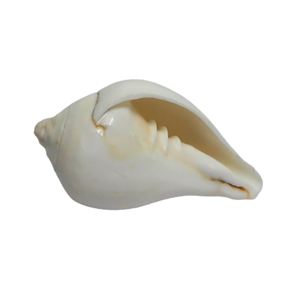 Ayyappan Traders Valampuri Sangu Conch Shell Shankh (5 Inches) | Natural White Shankh/Conch Shell for Maa Lakshmi Pooja