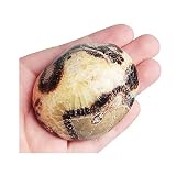 Acxico Dragon Stone 3 inch