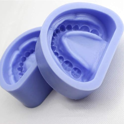 Modèle de dents mandibulaires AMITD en silicone taille réelle