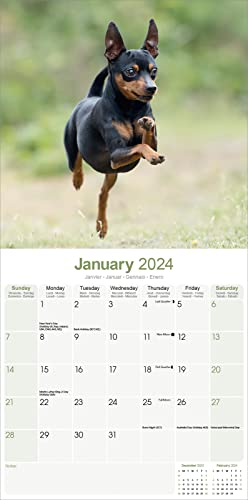 Miniature Pinscher Calendar 2024 - Image 3