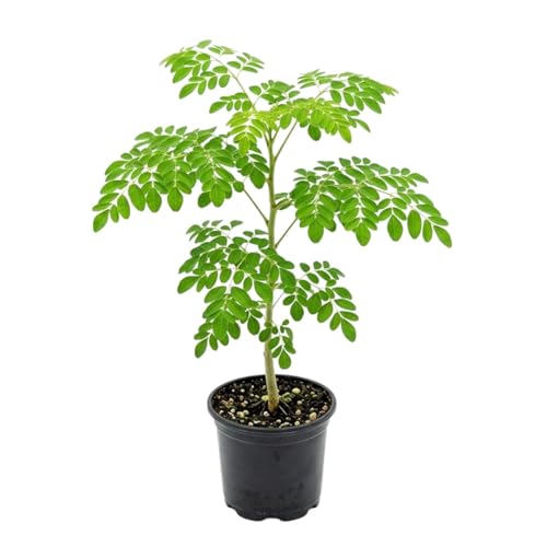Live Moringa Tree Plant for Planting 2 Plants Per Pot Moringa Oleifera Plants 4-8 Inch Tall Edible Tropical Garden Ready Plant